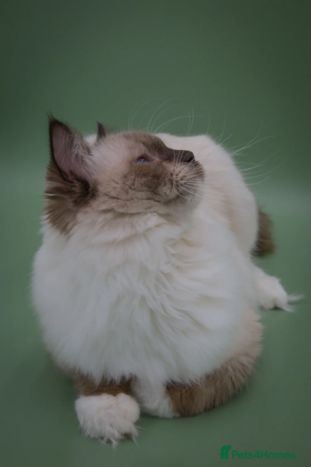Ragdoll cats for sale: GCCF ACTIVE STUD - Advert 2