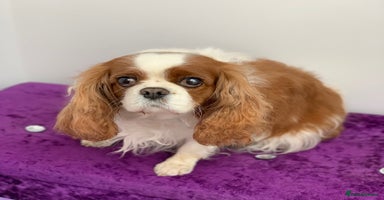 Cavalier King Charles Spaniel dogs - Advert 7