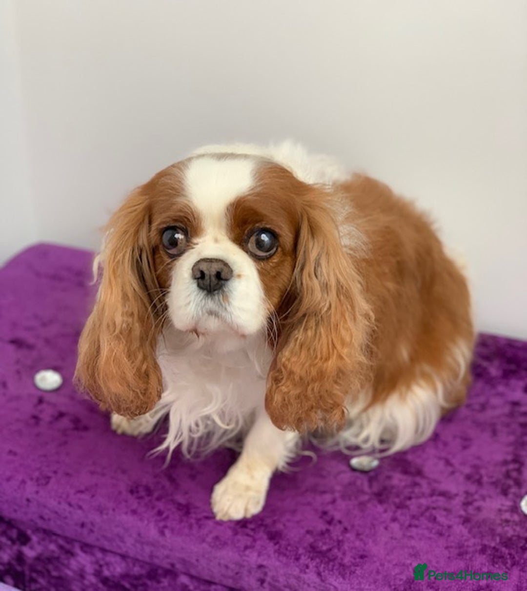 Cavalier King Charles Spaniel dogs for sale: Beautiful ADULT FEMALE CKCS - Image 2