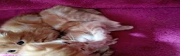 Maine Coon cats for sale: Maine coon cross  - Advert 3