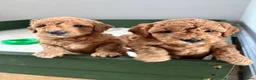 Miniature Poodle dogs for sale: Red Miniature poodle puppy🤎🐾 - Advert 3