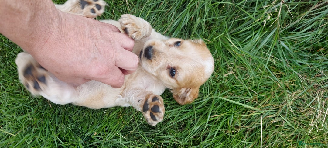 Cocker Spaniel dogs for sale: 2 FEMALE KC REG SHOW TYPE COCKER SPANIEL - Image 11