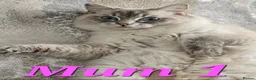 Ragdoll cats for sale: 🤍Pure Ragdoll Blue Point & Lynx Kittens Available - Advert 1