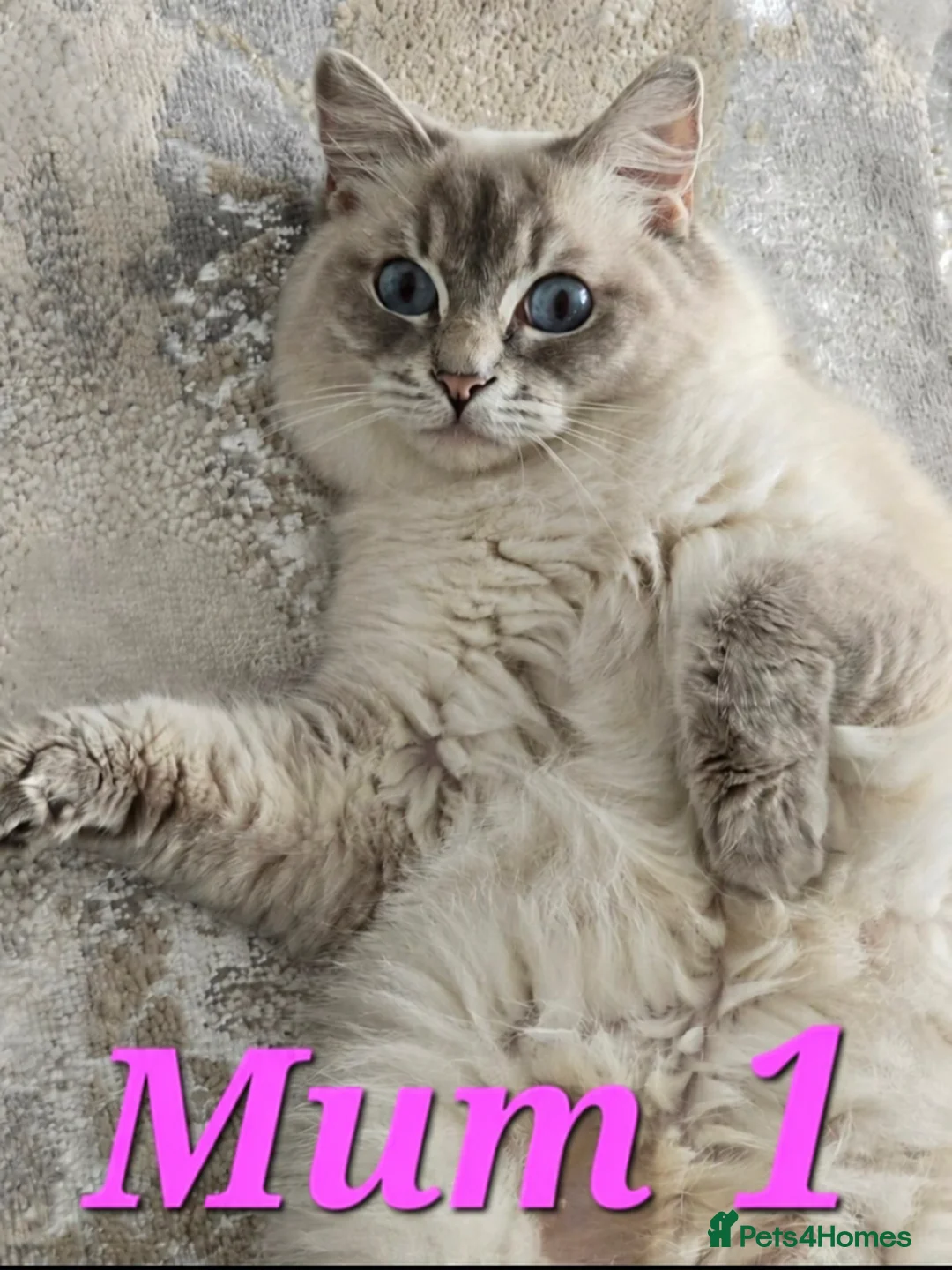 Ragdoll cats for sale: 🤍Pure Ragdoll Blue Point & Lynx Kittens Available - Advert 1