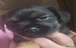 Border Terrier dogs for sale: The best border terriers - Image 1