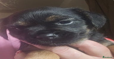 Border Terrier dogs - Advert 5