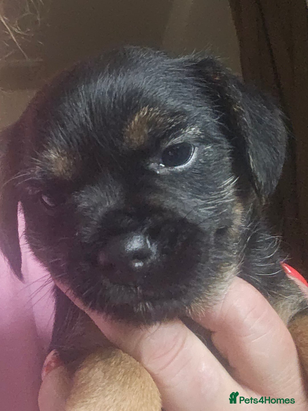 Border Terrier dogs for sale: The best border terriers - Image 1