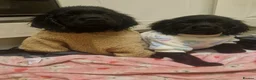 Cockerdor dogs for sale: Here is our last beautiful girl  - Advert 1