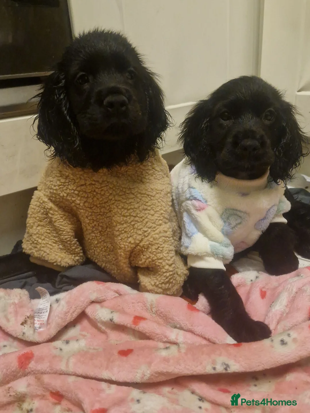 Cockerdor dogs for sale: Here is our last beautiful girl  - Advert 1