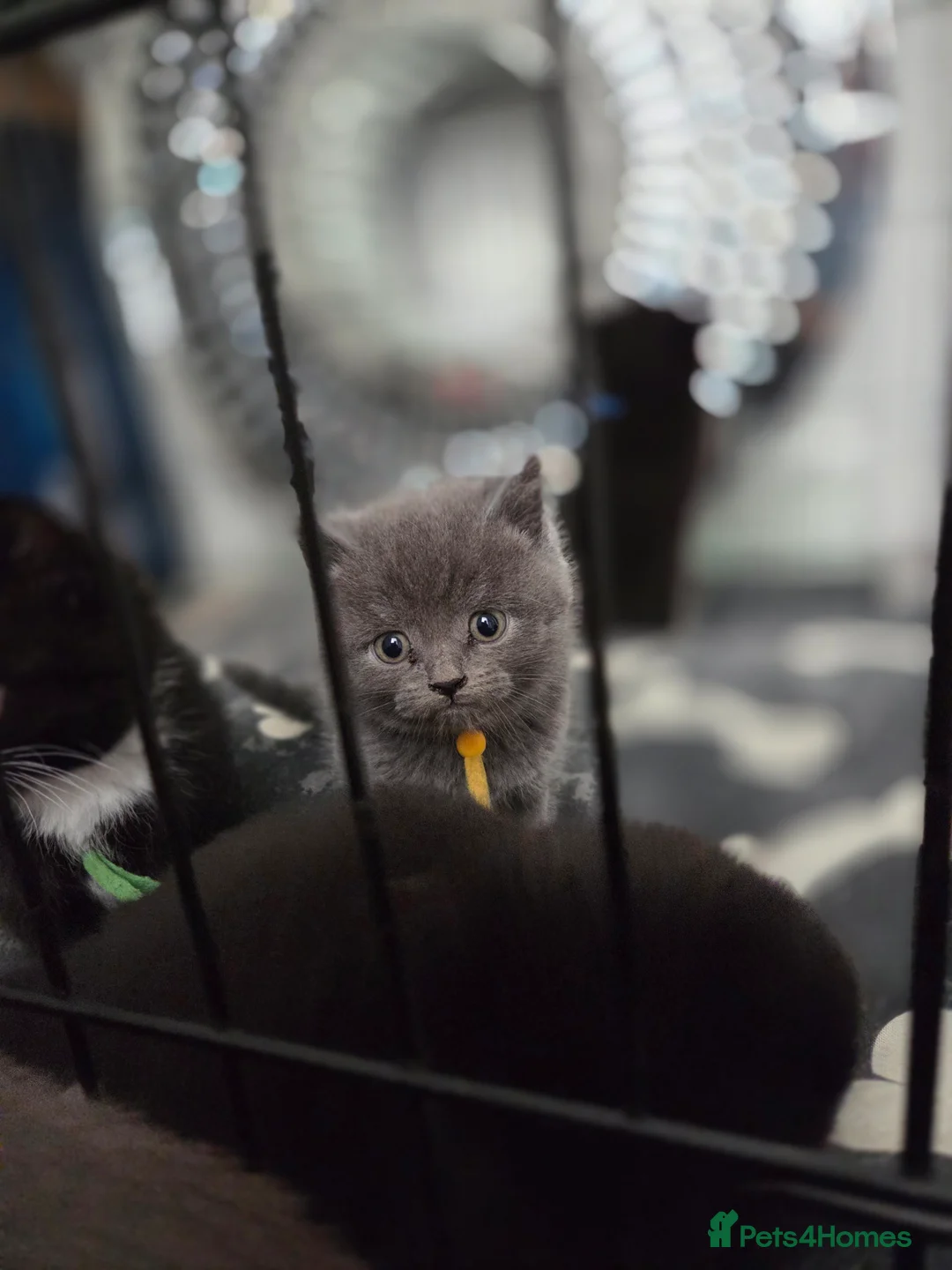 British Shorthair cats for sale: Beautiful half british short hair kittens - Advert 2