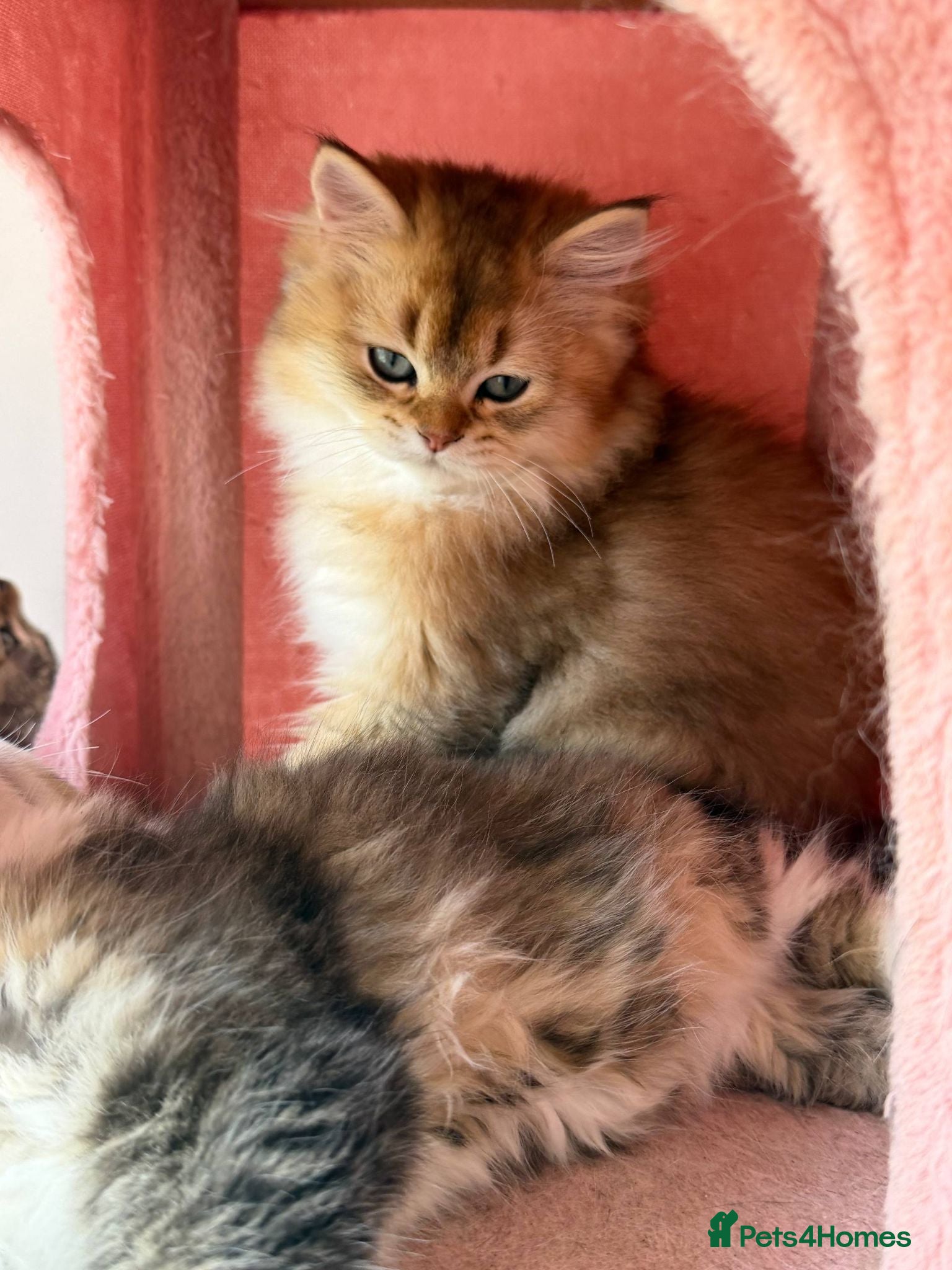 British Longhair cats VACCINATED HEALTH CHECKED 3 TIMES LOOKING FOR HOME - Advert 1