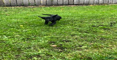 Cocker Spaniel dogs - Advert 9