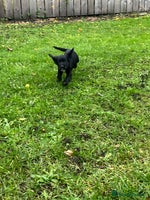 Cocker Spaniel dogs - Advert 9