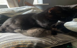 Mixed Breed cats for sale: 3 kittens - Image 14