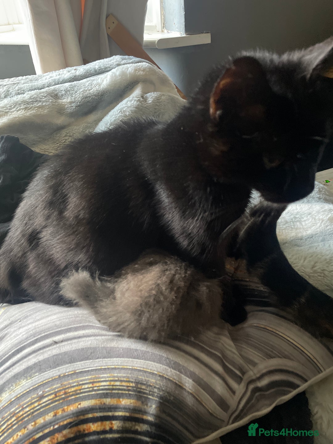 Mixed Breed cats for sale: 3 kittens - Image 14