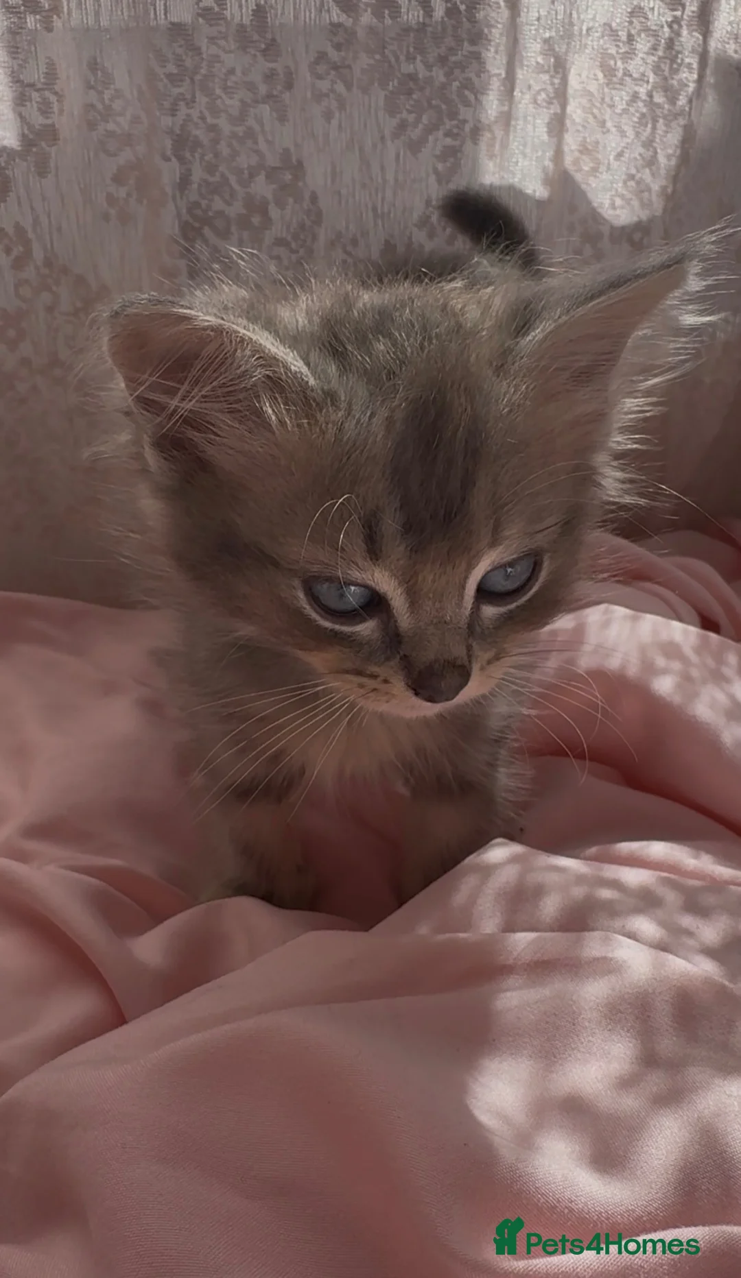 Mixed Breed cats for sale: Ragdoll x BSH Kittens READY NOW - Advert 2