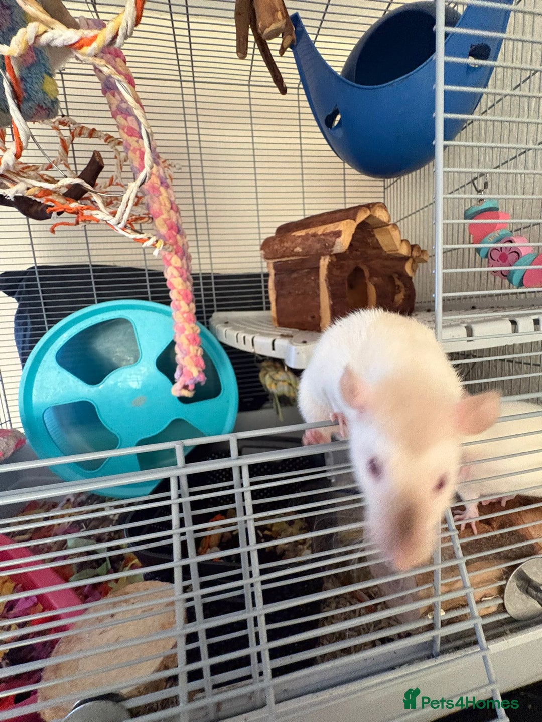 Rat rodents for sale: Fancy Siamese rats  - Advert 7