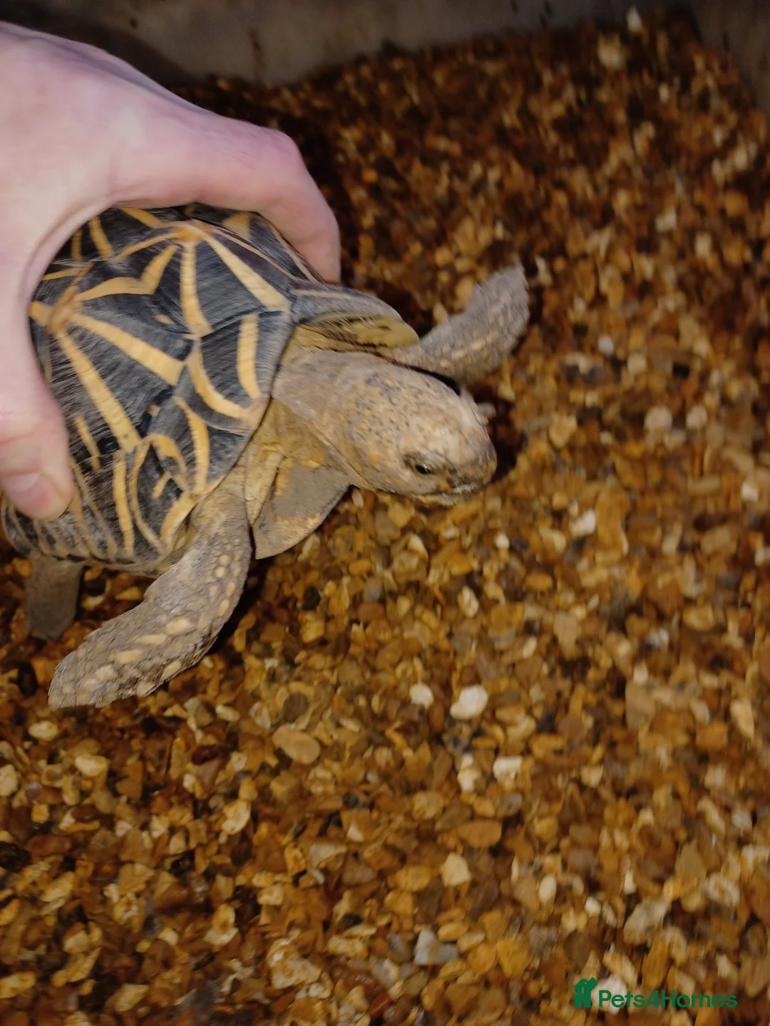 Tortoise reptiles for sale: MALE INDIAN STAR TORTOISE UK BRED 2010 - Advert 6