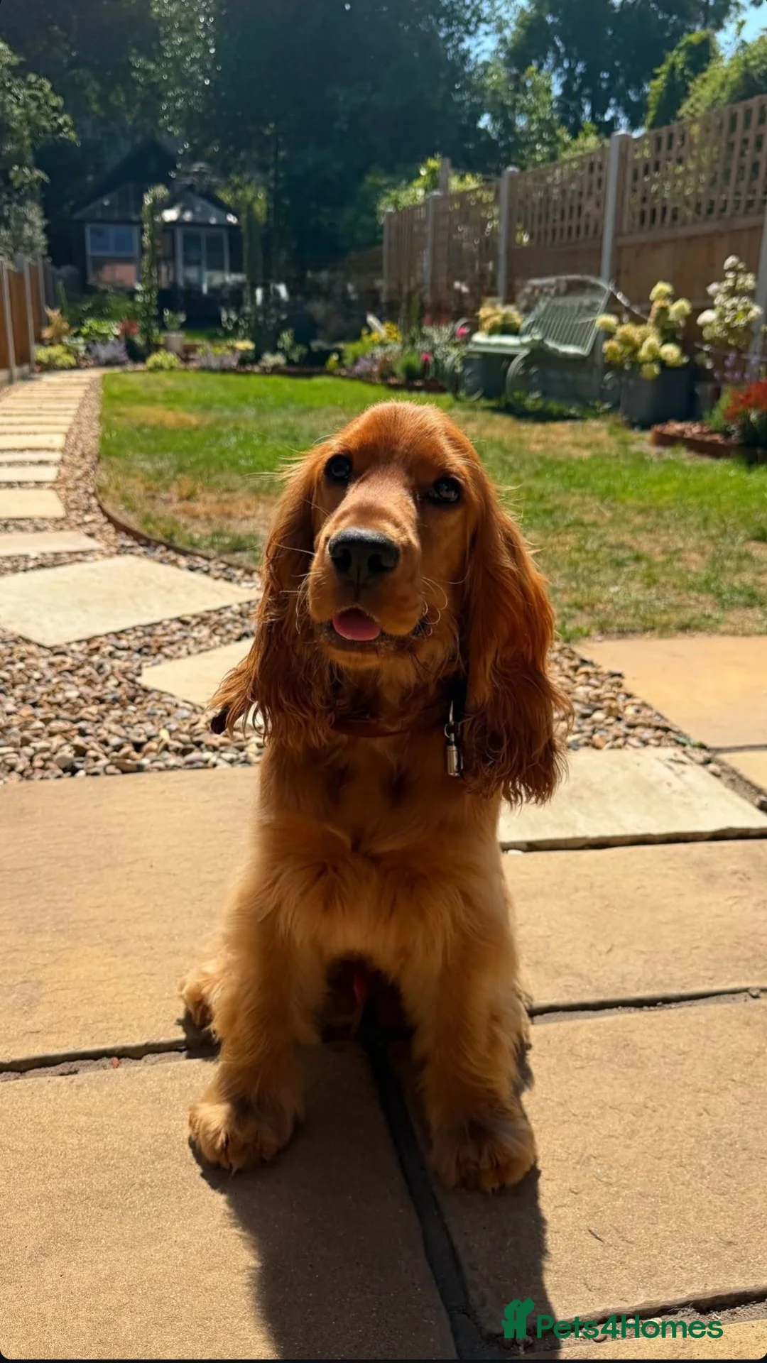 Cocker Spaniel dogs for sale: Beautiful KC Show Cocker Spaniel - Advert 1