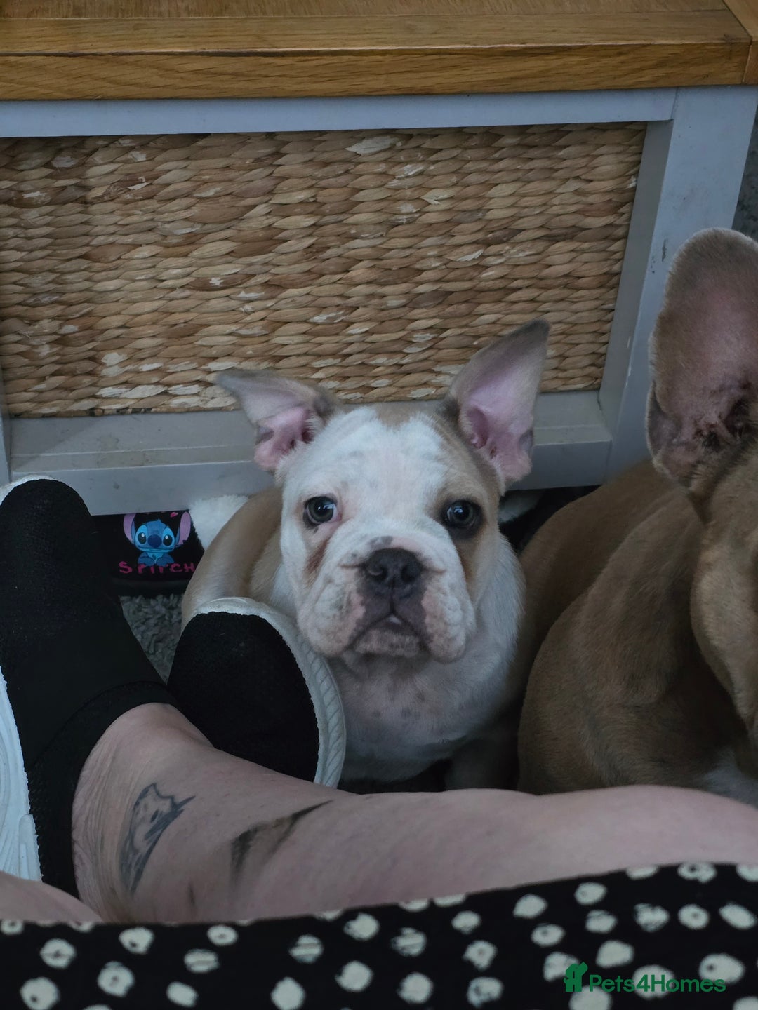 Mixed Breed dogs for sale: Mum frenchie dad English bulldog  - Image 11