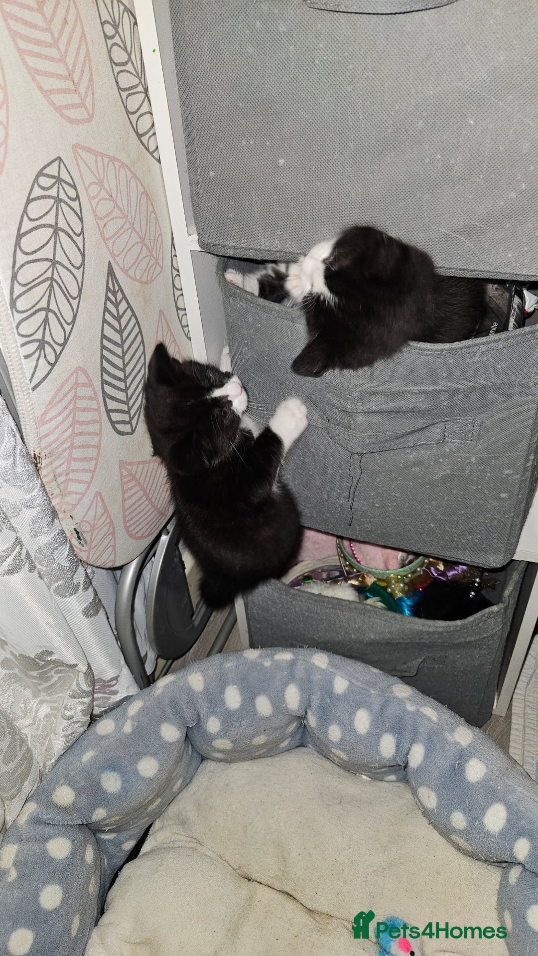 Mixed Breed cats for sale: Black and white 3 kittens for sale. 2 boys 1 girl. - Advert 13