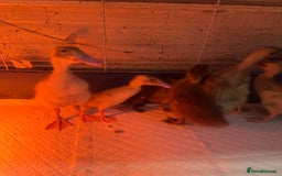 Ducks poultry for sale: 7 runner ducklings ducks Indian runner  - Image 2