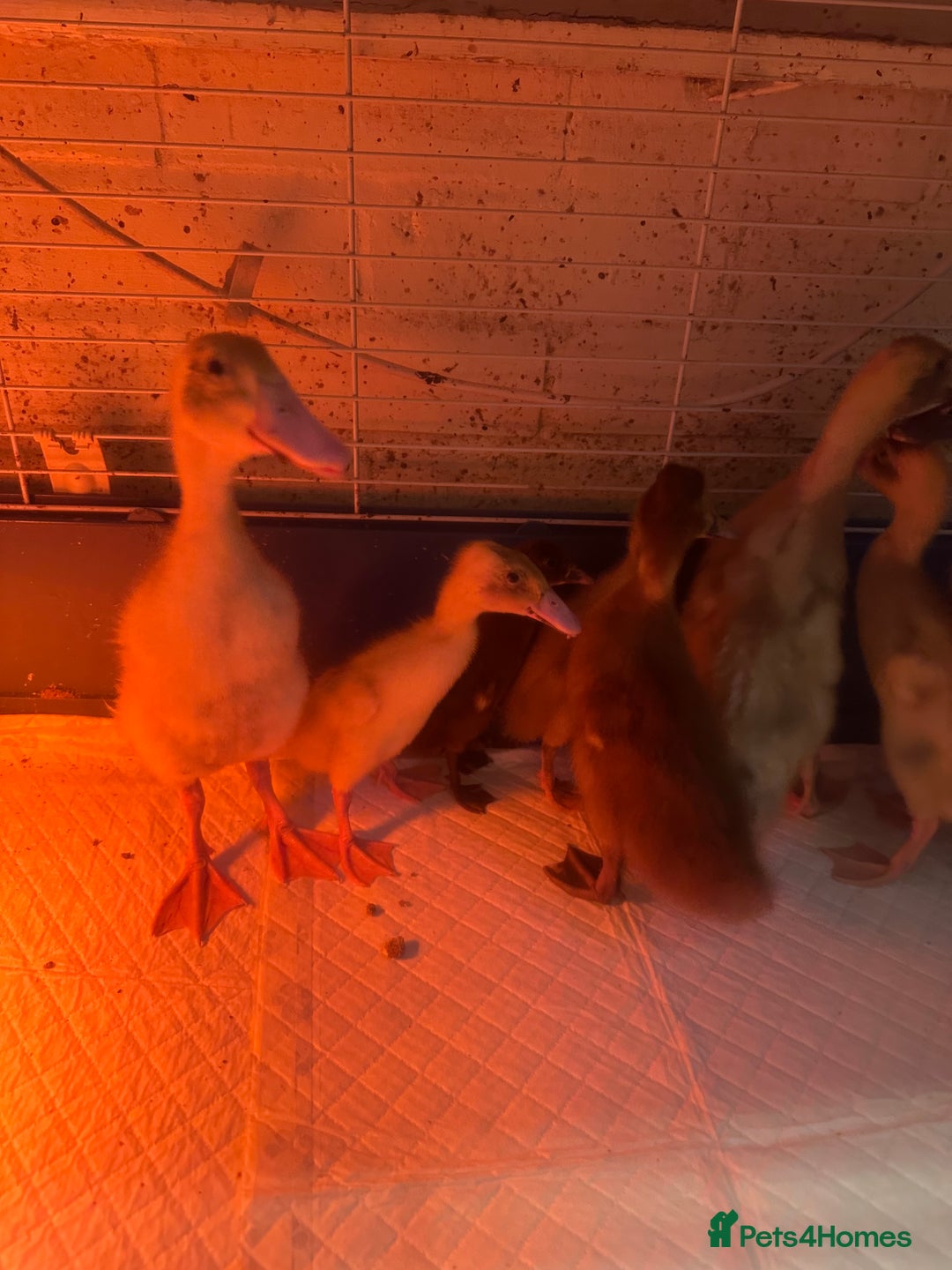 Ducks poultry for sale: 7 runner ducklings ducks Indian runner  - Image 2