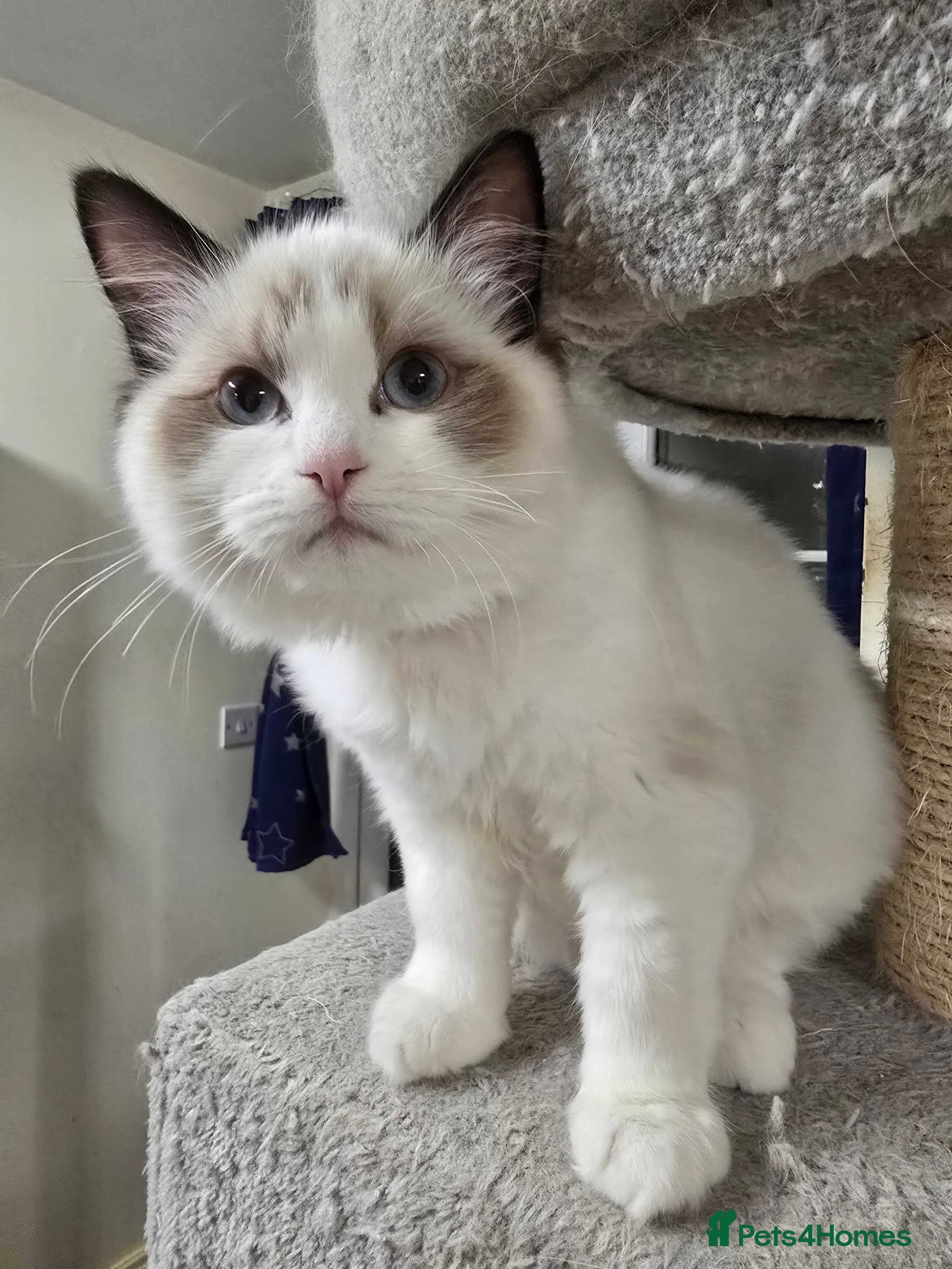 Ragdoll cats Last Gccf registered girl available  - Advert 2