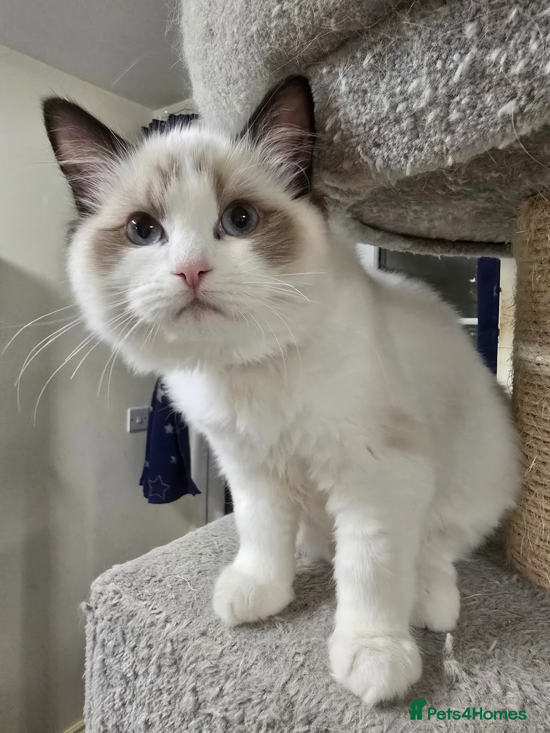 Ragdoll cats for sale: Last Gccf registered girl available  - Advert 1