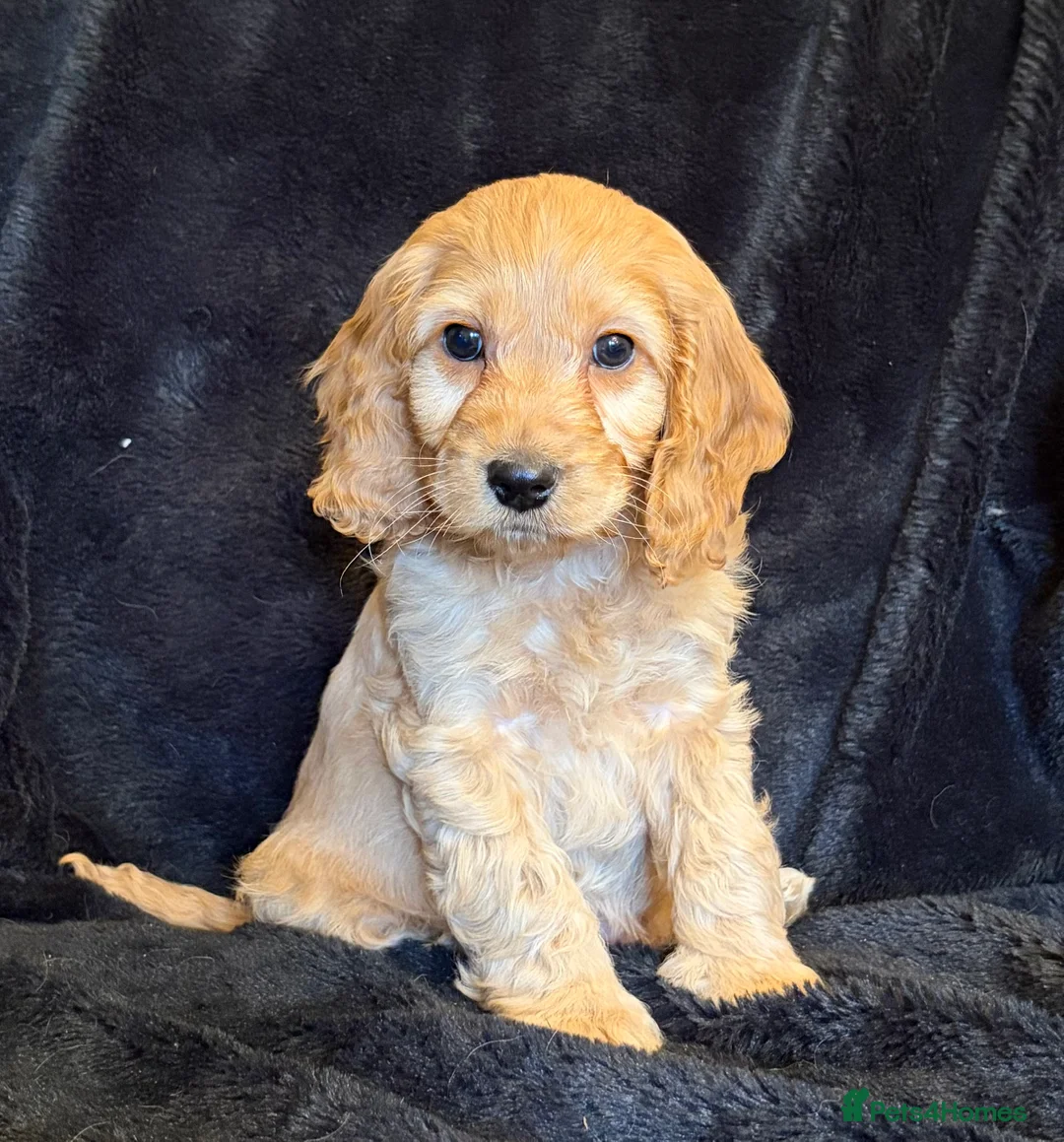 Cavapoo dogs for sale: Beautiful F1 Cavapoo Puppies  - Advert 13