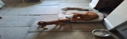 Irish Terrier dogs for sale: Irish Terrier Male puppy  in Bradford - Advert 3