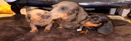 Dachshund dogs for sale: Dachshund puppies - Advert 1