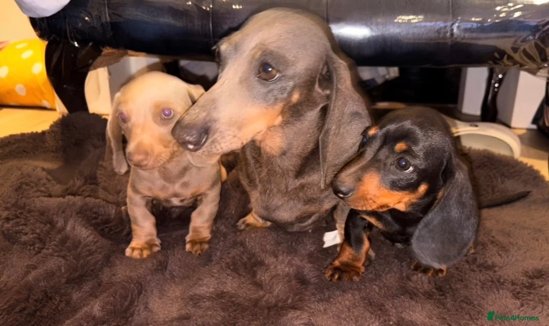 Dachshund dogs for sale: Dachshund puppies - Advert 1