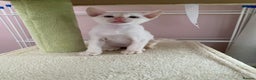 Siamese cats for sale:  Flame point Siamese kittens  - Advert 5