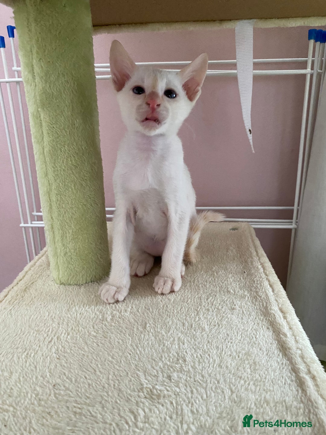 Siamese cats for sale:  Flame point Siamese kittens  - Advert 5