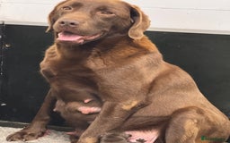 Labrador Retriever dogs for sale: Kennel Club Reg Chocolate Labrador puppies  - Image 19