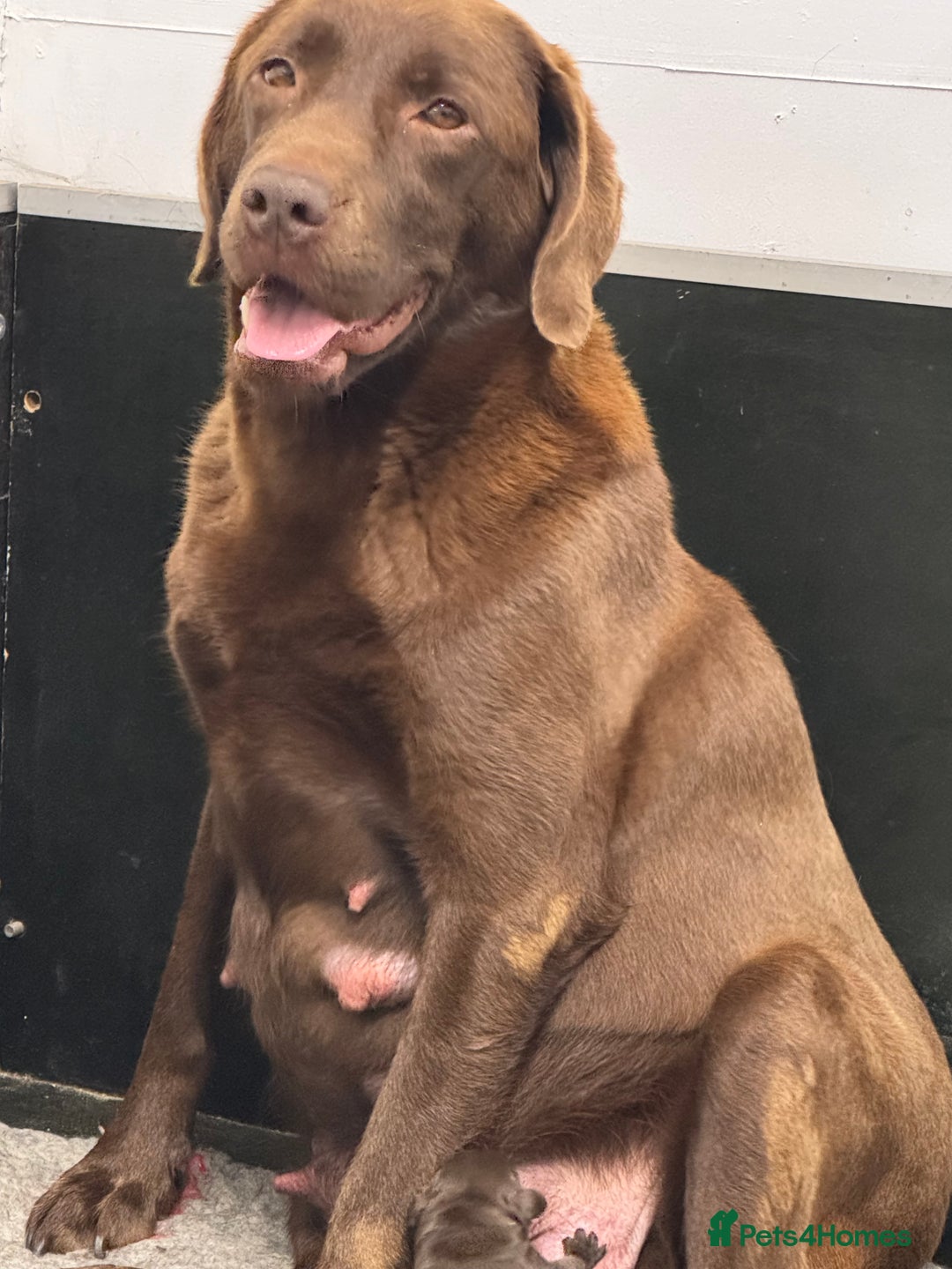 Labrador Retriever dogs for sale: Kennel Club Reg Chocolate Labrador puppies  - Image 19