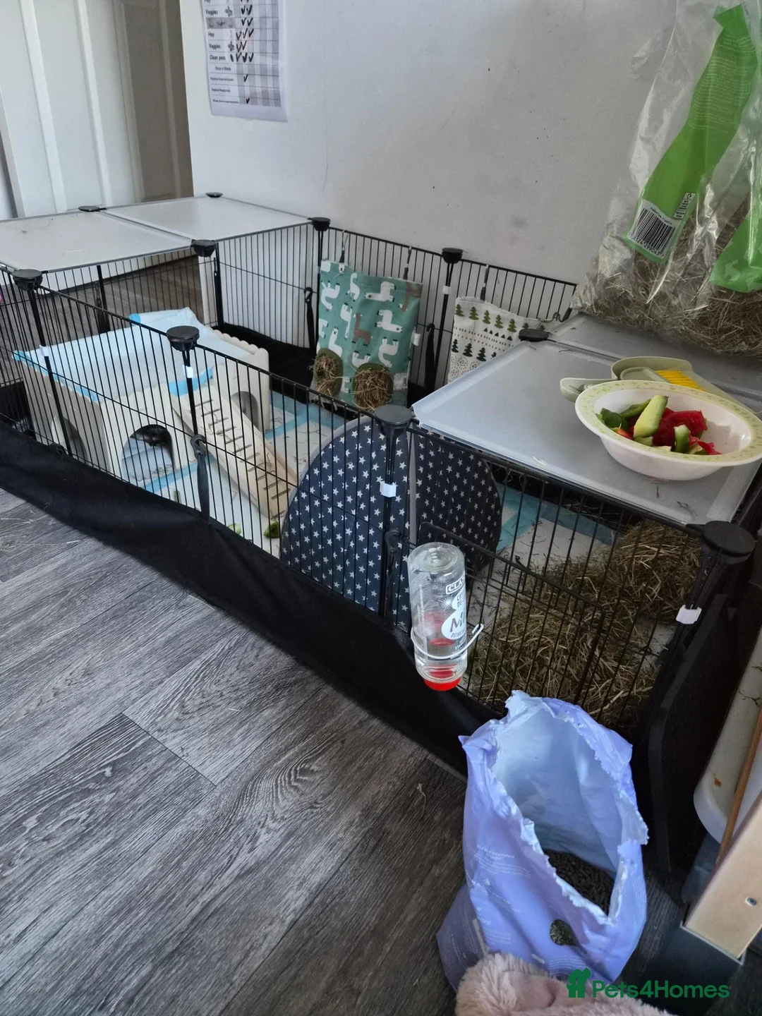 Guinea Pig rodents for sale: Guinea pigs and set up for sale  in Berkeley - Advert 2