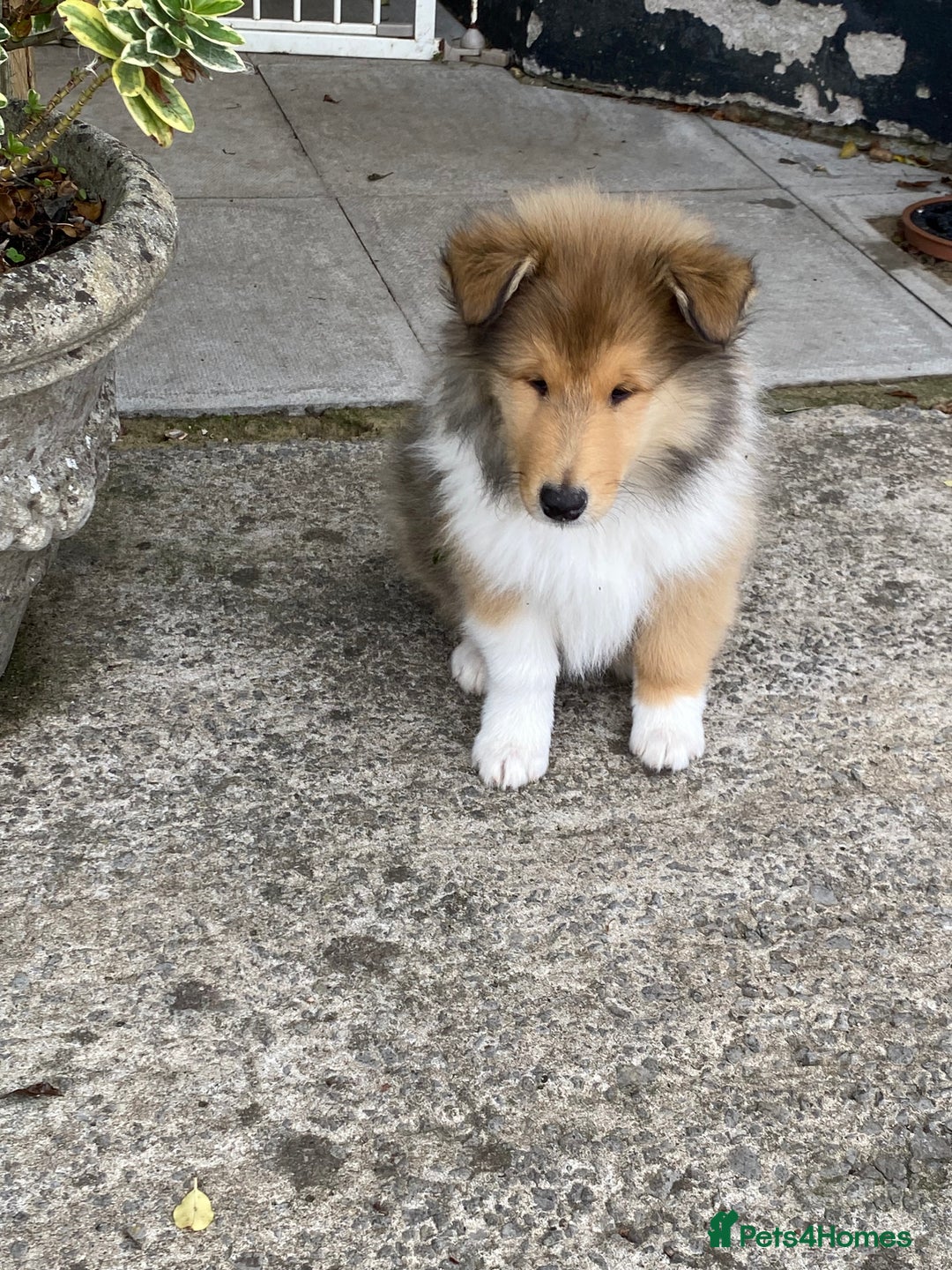 Rough Collie dogs for sale: ROUGH COLLIE SABLE AND WHITE PUPPIES - Image 12