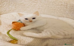 British Longhair cats for sale: White longhair domestic kitten - Image 2