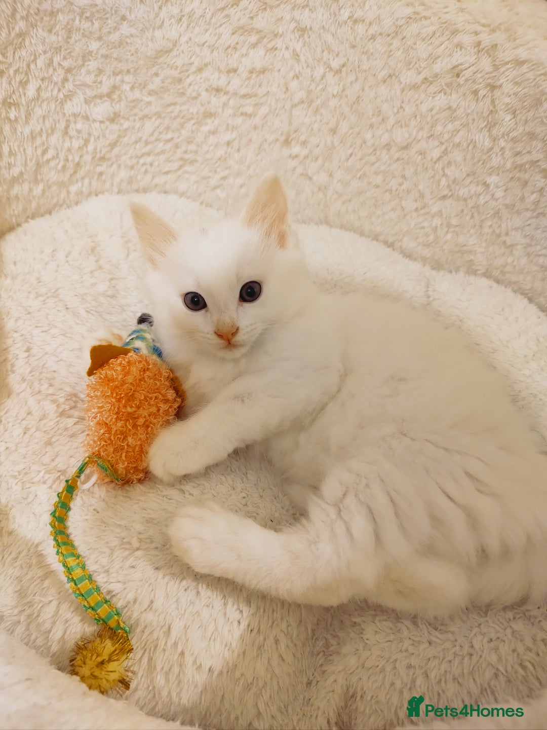 British Longhair cats for sale: White longhair domestic kitten - Image 2