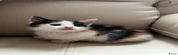 Mixed Breed cats for sale: calico kittens for sale! - Advert 10