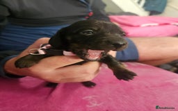 Miniature Dachshund dogs for sale: Miniature dashunds  - Image 4