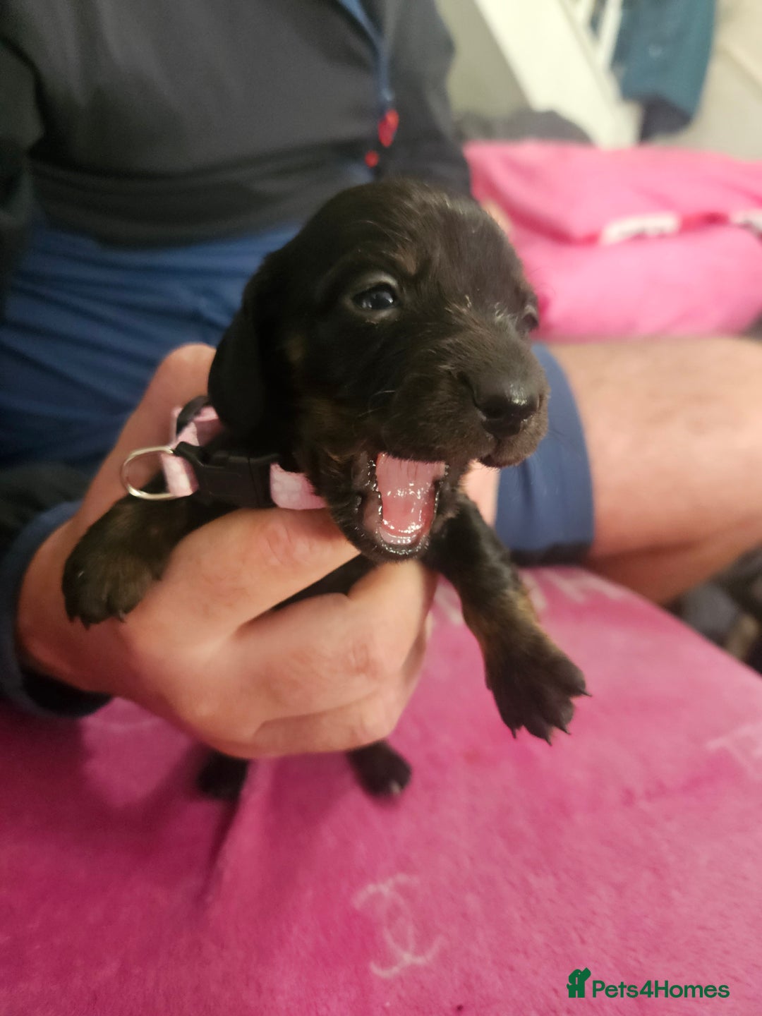 Miniature Dachshund dogs for sale: Miniature dashunds  - Image 4