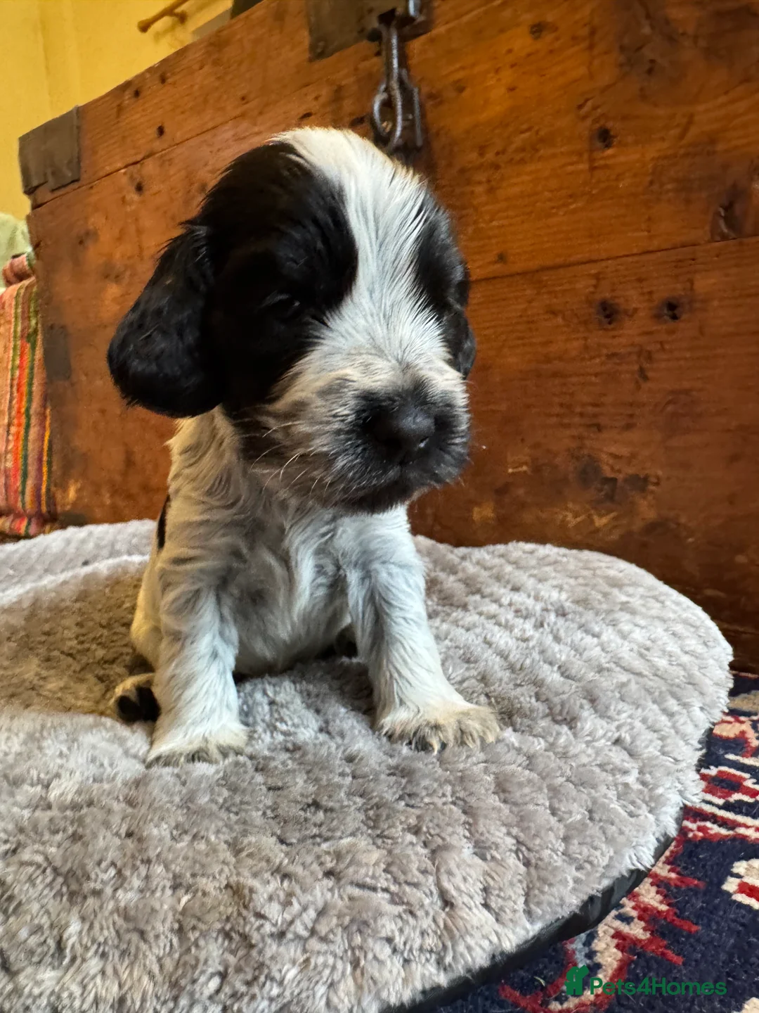 Cocker Spaniel dogs for sale: Cocker Spaniel (show type) puppies  - Advert 3