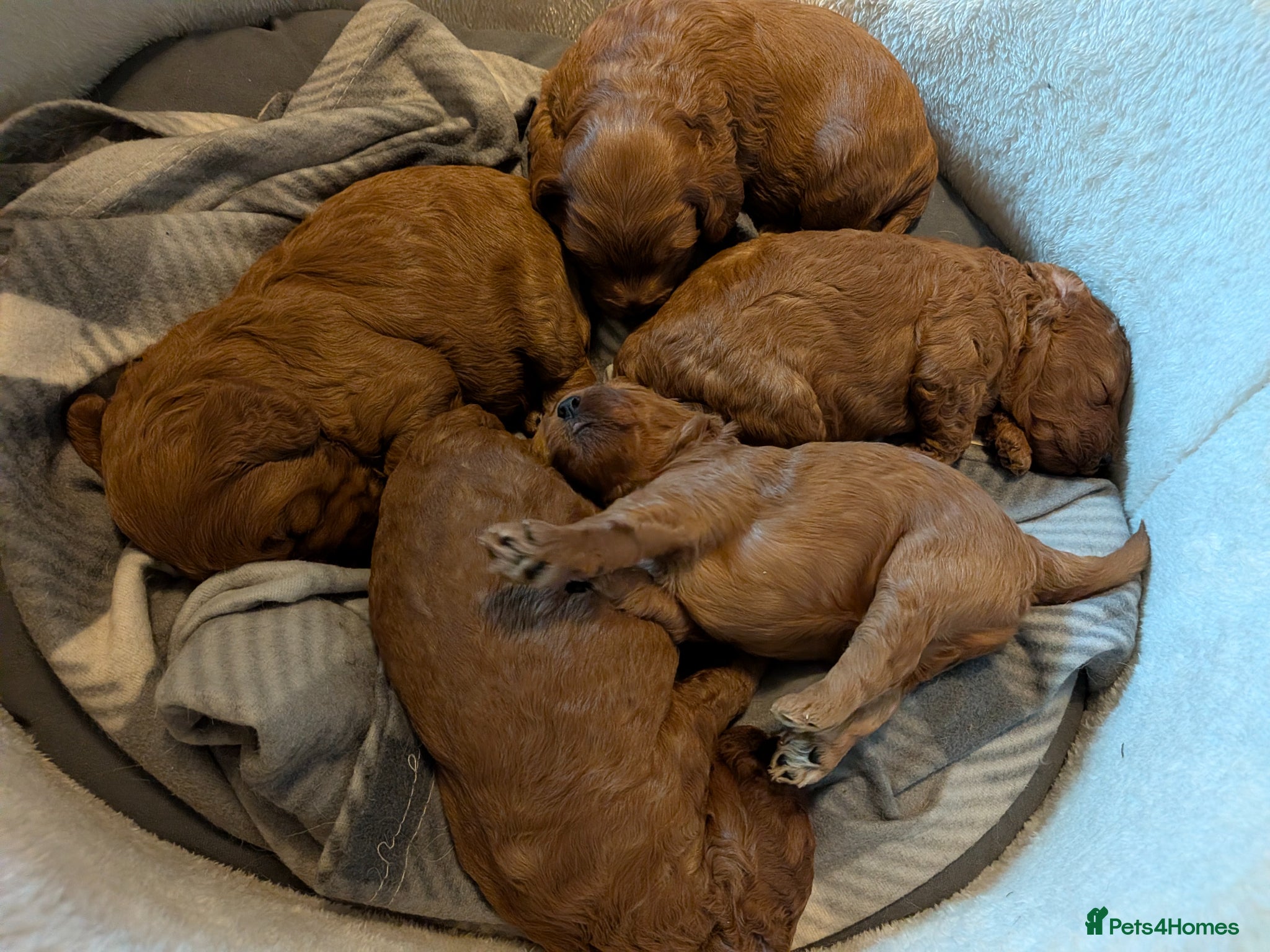 Cockapoo dogs Adorable F1b Red Cockapoos  - Advert 2