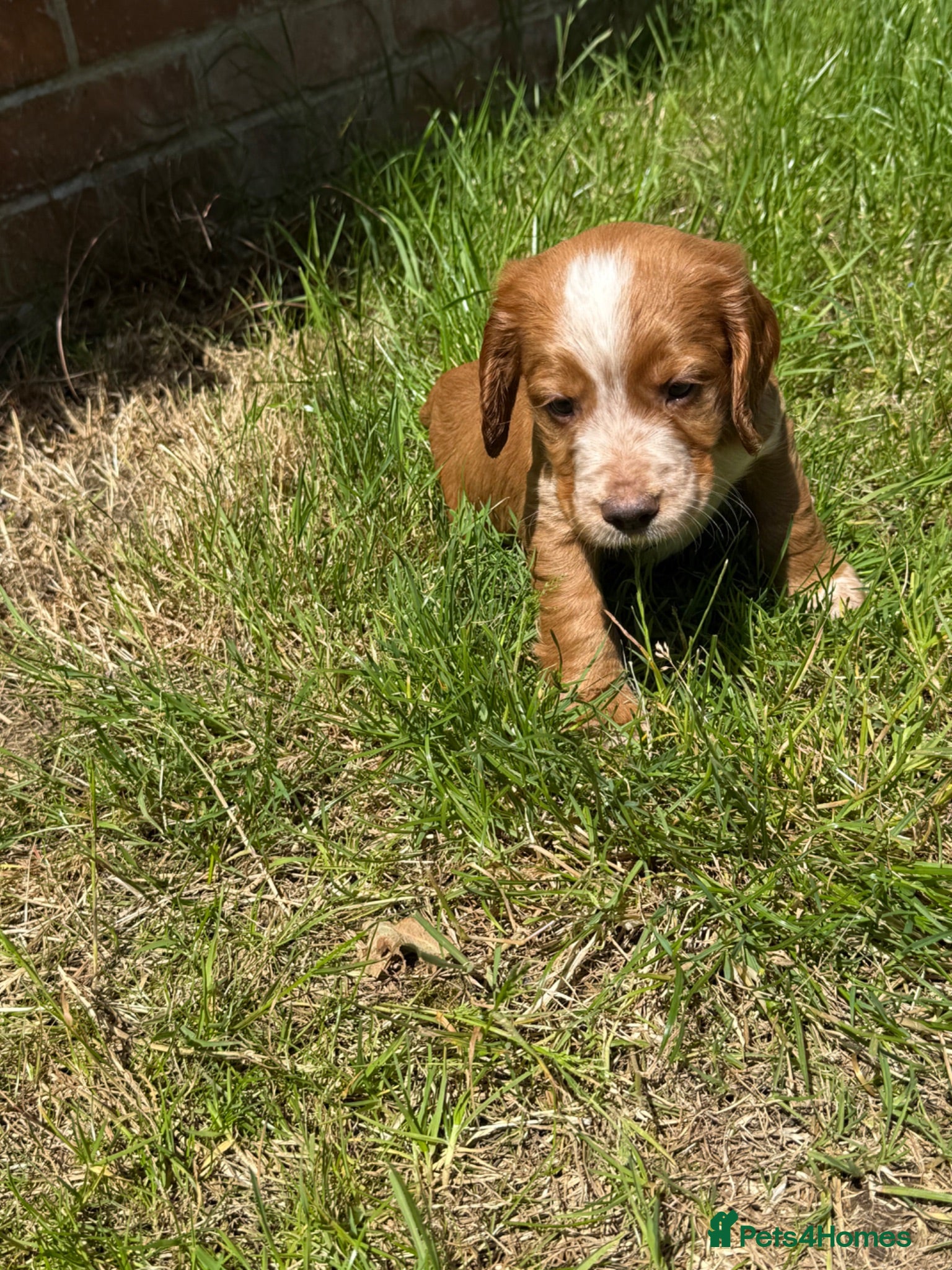Cocker Spaniel dogs for sale: KC Registered Cocker Spaniel Puppies - Advert 1