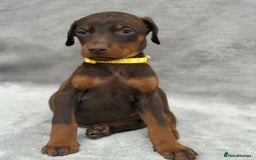 Dobermann dogs for sale: Kc Reg.European Blood lines Doberman Puppies - Image 11