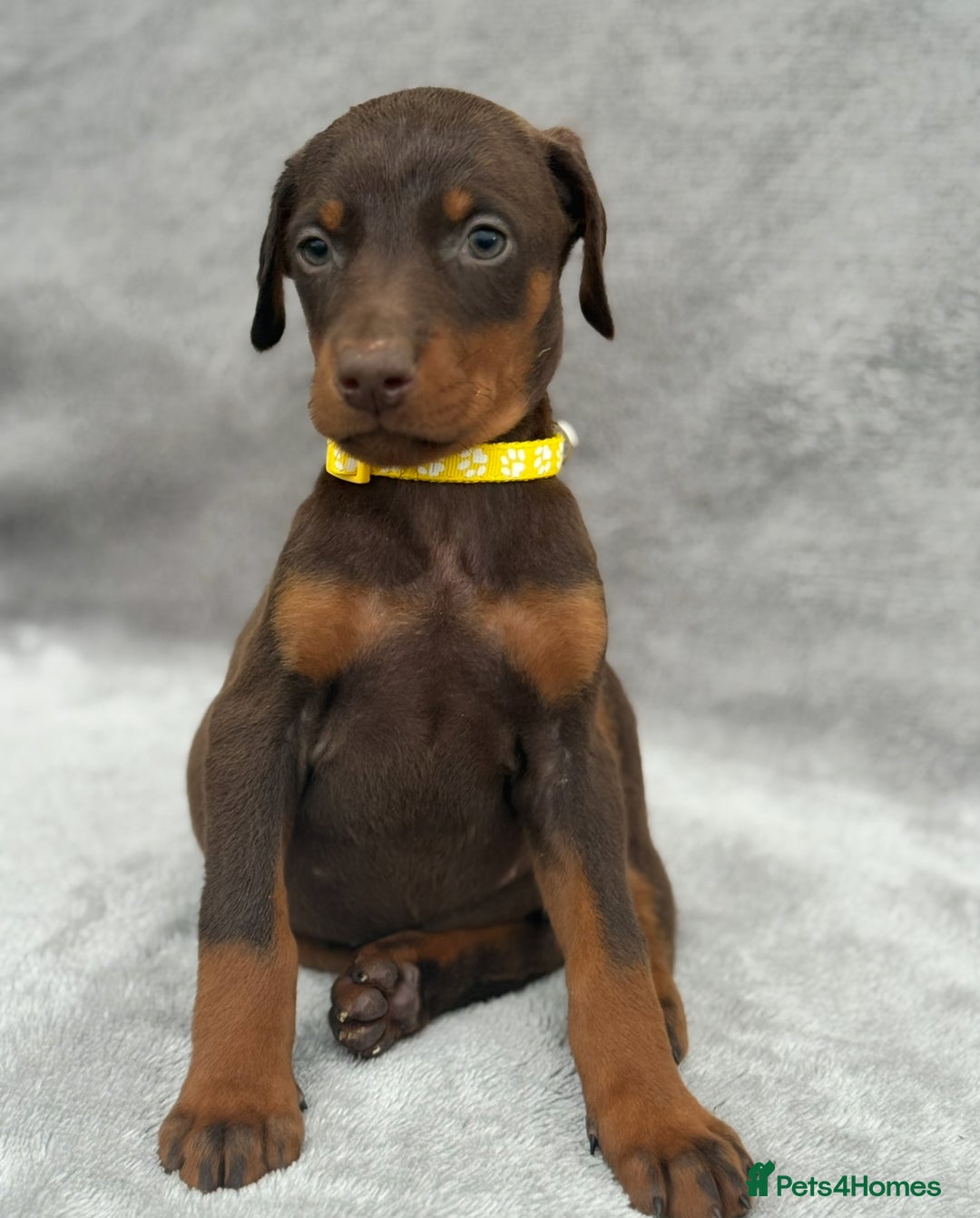 Dobermann dogs for sale: Kc Reg.European Blood lines Doberman Puppies - Image 11