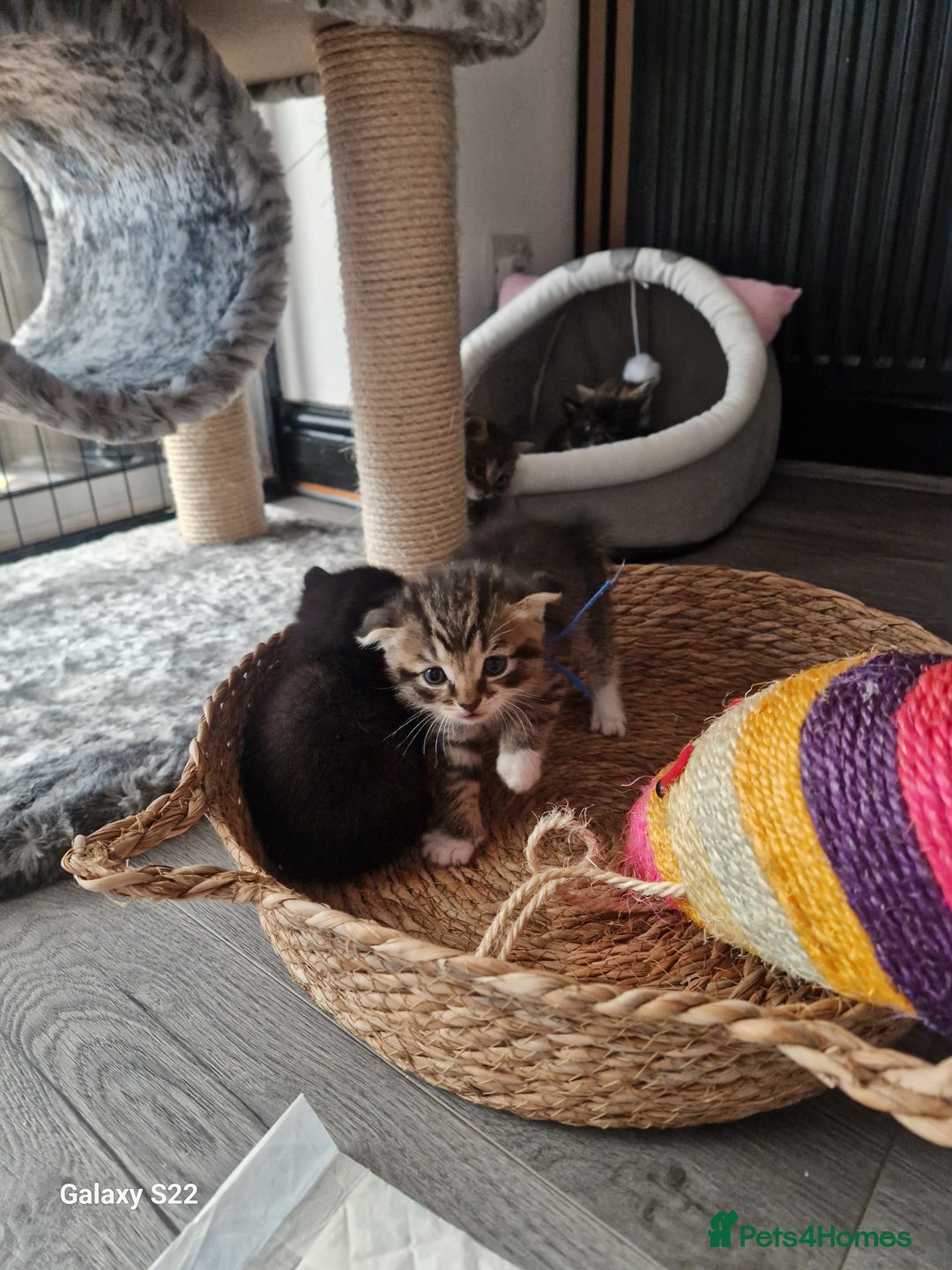 Scottish Fold cats for sale: Scotish fold/straight kittens  - Advert 27